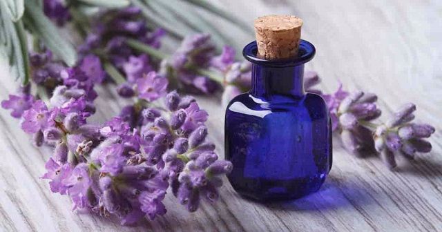 Khử mùi hôi nách bằng tinh dầu Lavender