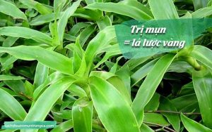 lá lược vàng trị mụn trứng cá