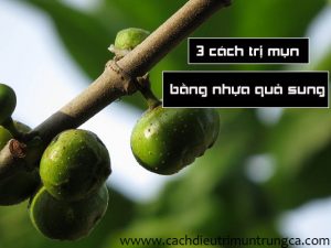 Cách trị mụn bằng nhựa quả sung